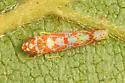 Dikrella maculata