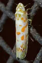 Dikrella maculata - photo 5