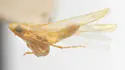 Dikrella pusilla