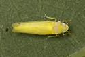 Dikrella scimitar