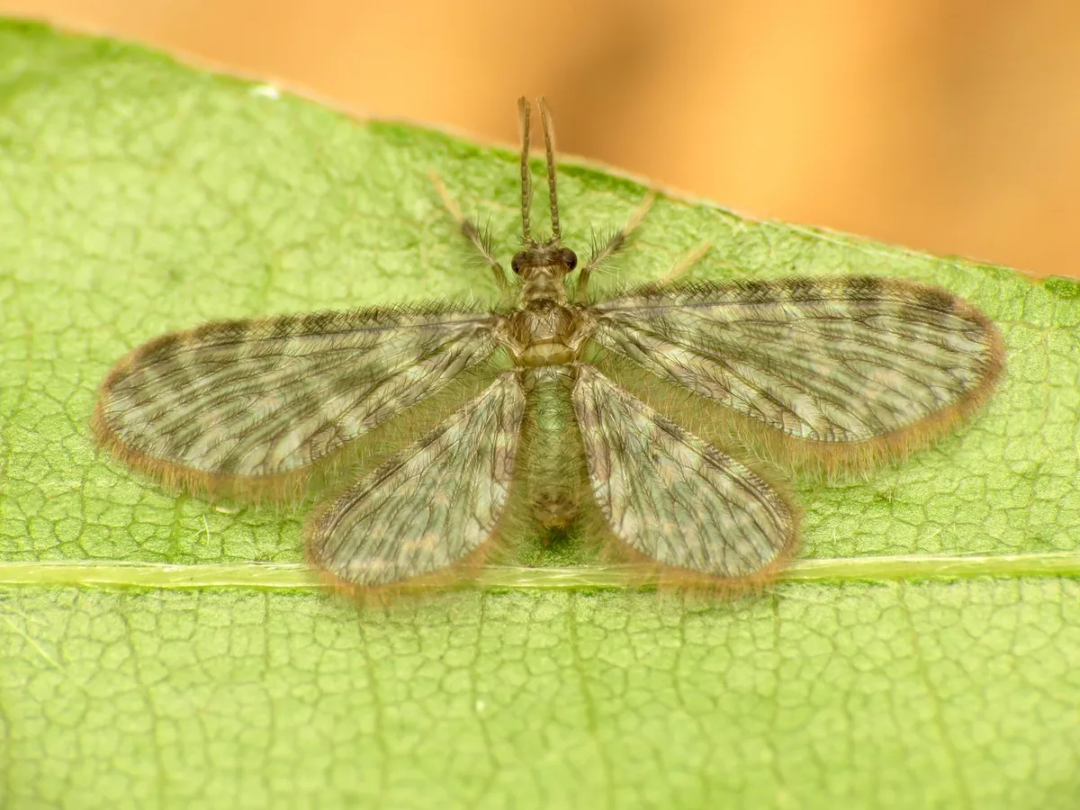 Pleasing Lacewings - photo 3
