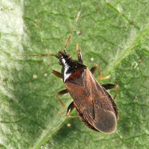 Dilasia fuscula - photo 2