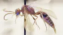 Dilophotopsis concolor - photo 2