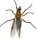 Dilophus arizonaensis