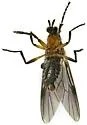 Dilophus arizonaensis - photo 2