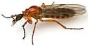 Dilophus arizonaensis - photo 4
