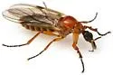 Dilophus arizonaensis - photo 5