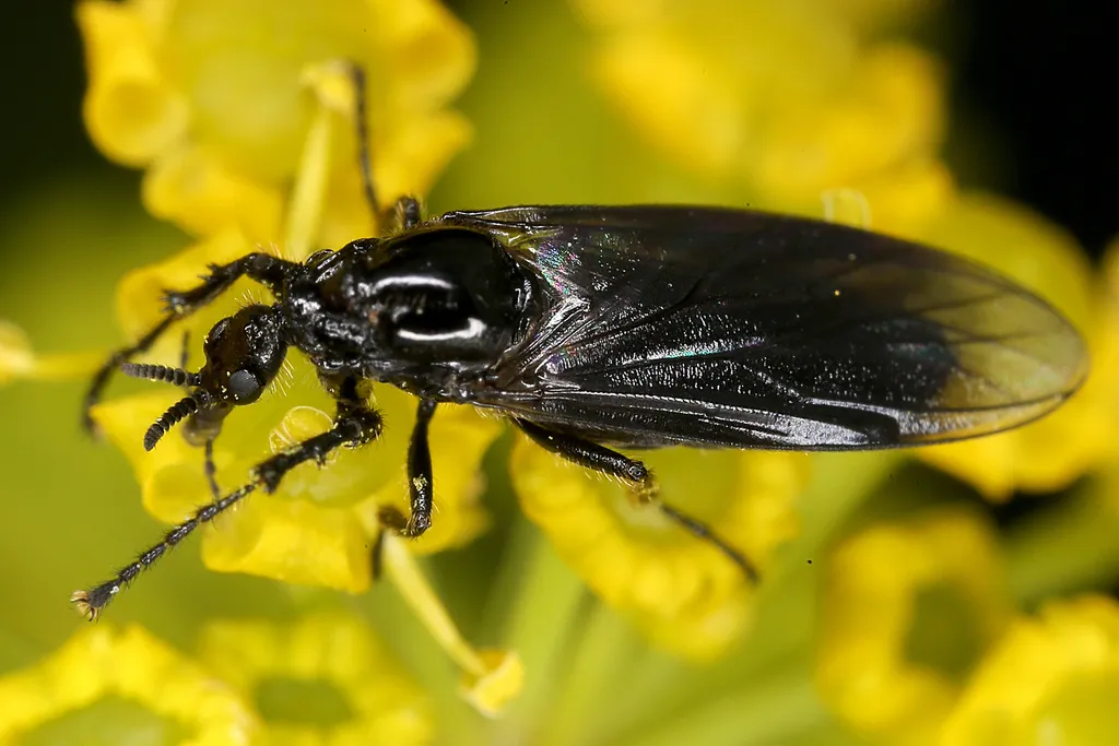 Fever Fly - photo 2