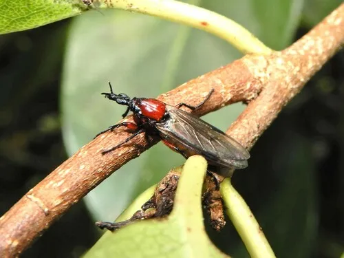 Blossom Fly