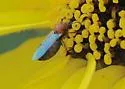 Dilophus occipitalis