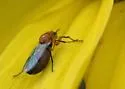 Dilophus occipitalis - photo 2