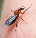 Dilophus occipitalis - photo 3
