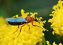 Dilophus occipitalis - photo 4