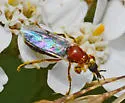 Dilophus occipitalis - photo 5