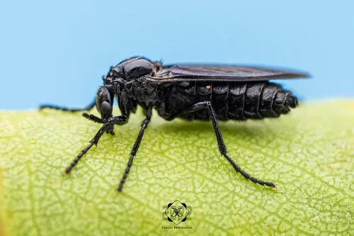 Dilophus orbatus - photo 3