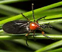 Dilophus serotinus