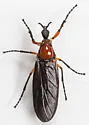 Dilophus serotinus - photo 2