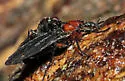 Dilophus serotinus - photo 4