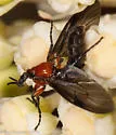 Dilophus serotinus - photo 5