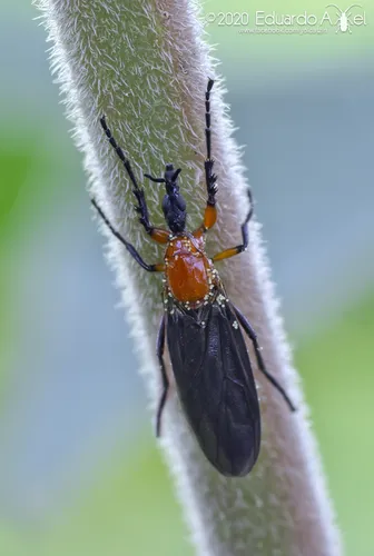 Dilophus spinipes
