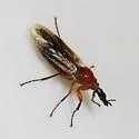 Dilophus stigmaterus