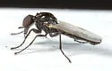 Dilophus stigmaterus - photo 2