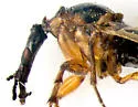 Dilophus stigmaterus - photo 3