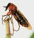 Dilophus stigmaterus - photo 4