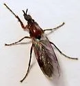 Dilophus strigilatus