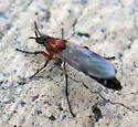 Dilophus strigilatus - photo 2
