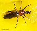 Dilophus strigilatus - photo 3
