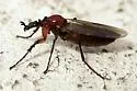 Dilophus strigilatus - photo 4