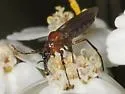 Dilophus strigilatus - photo 5