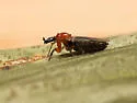 Dilophus tibialis - photo 2