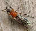 Dilophus tibialis - photo 3
