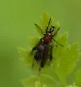 Dilophus tibialis - photo 4