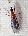 Dilophus tibialis - photo 5