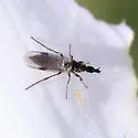 Dilophus tingi