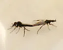 Dilophus tingi - photo 2