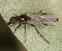 Dilophus tingi - photo 3