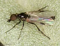 Dilophus tingi - photo 4