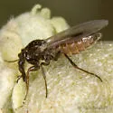 Dilophus tingi - photo 5