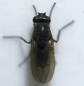 Dimecoenia spinosa - photo 2