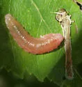 Dimorphopteryx pinguis