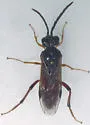 Dimorphopteryx pinguis - photo 3