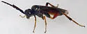 Dimorphopteryx pinguis - photo 4