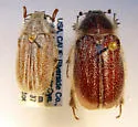 Dinacoma caseyi