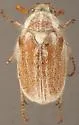 Dinacoma caseyi - photo 2
