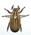 Dinacoma sanfelipe