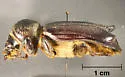Giant Palm Borer - photo 2